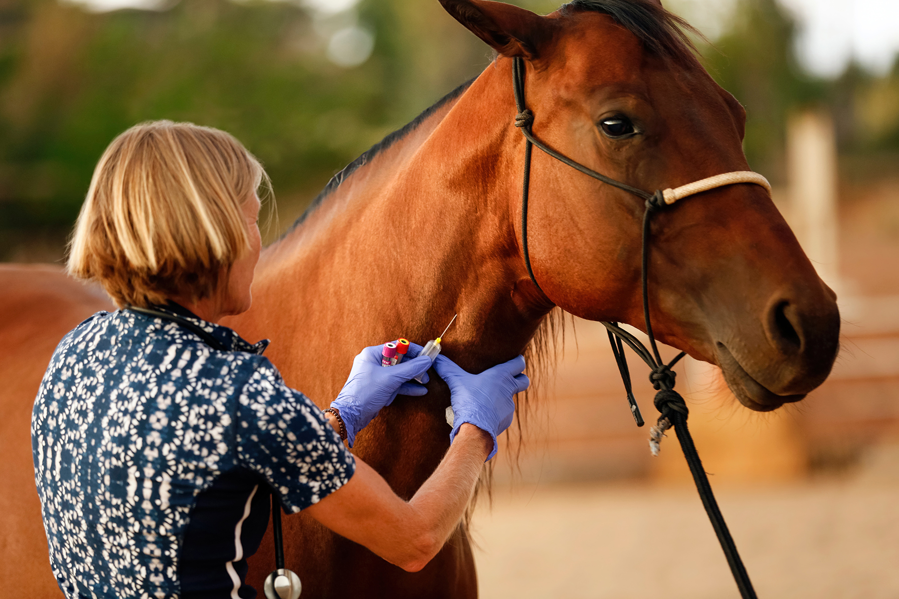 Cedar Creek Holistic Veterinary Practice