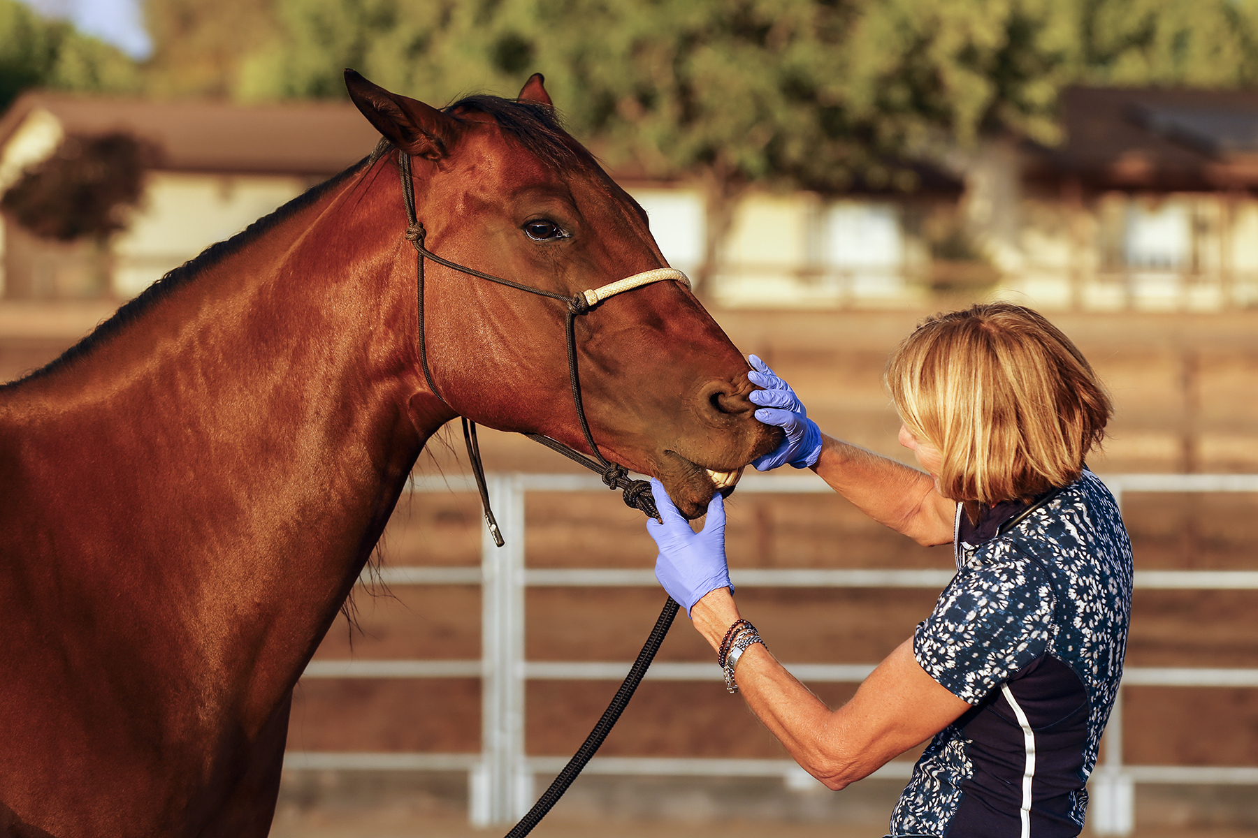 Cedar Creek Holistic Veterinary Practice